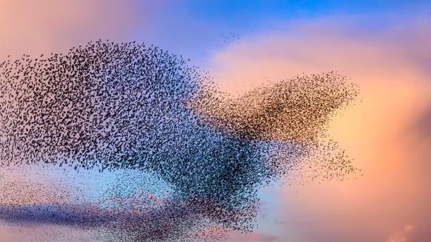 Vogelschwarm Sonnenaufgang