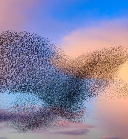 Vogelschwarm am  Morgenhimmel