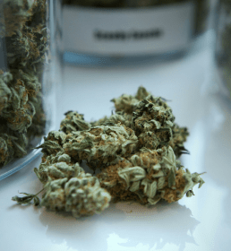 Contaminated cannabis